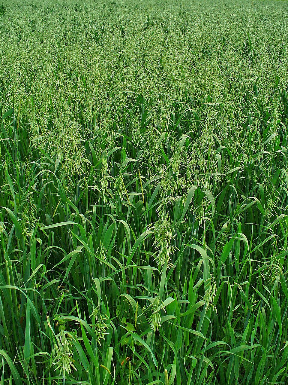Avena sativa (Common Oat) (alternate view 7)