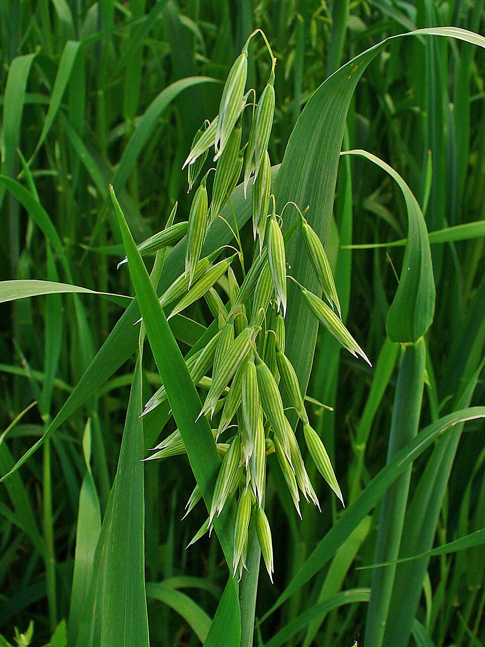 Avena sativa (Common Oat) (alternate view 8)
