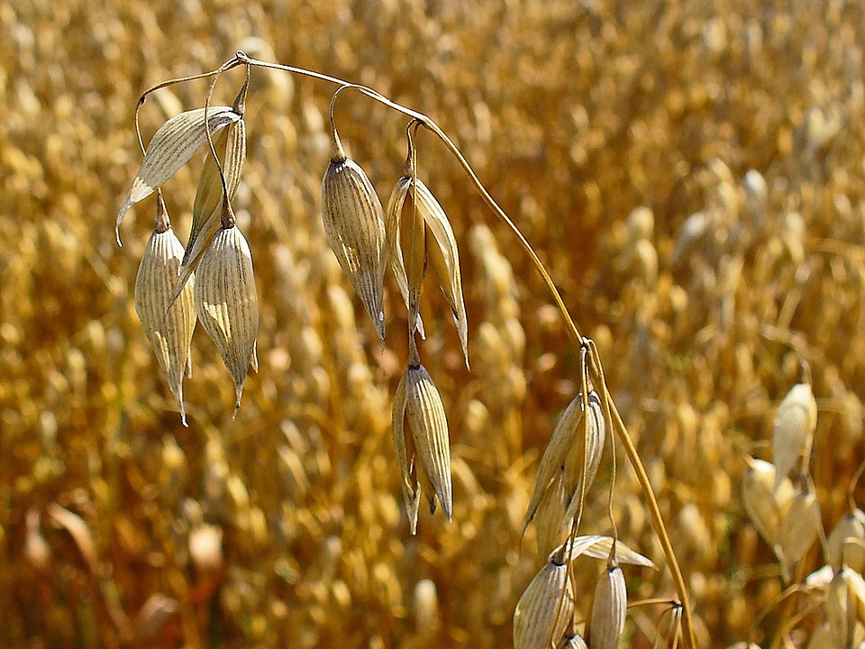 Avena sativa (Common Oat) (alternate view 9)