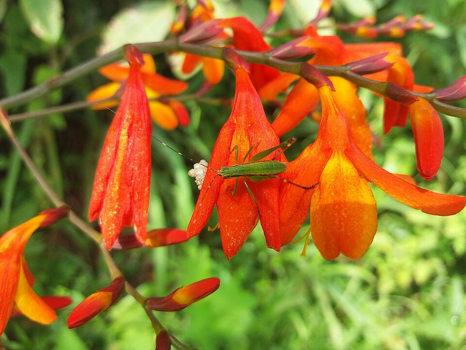 Crocosmia (Montbretias) (alternate view 2)