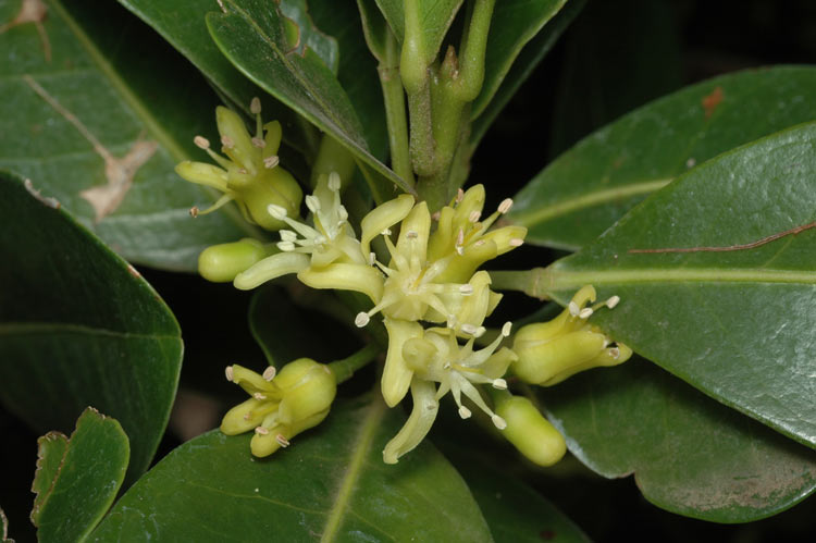 Acronychia imperforata (Beach Acronychia) (alternate view 6)