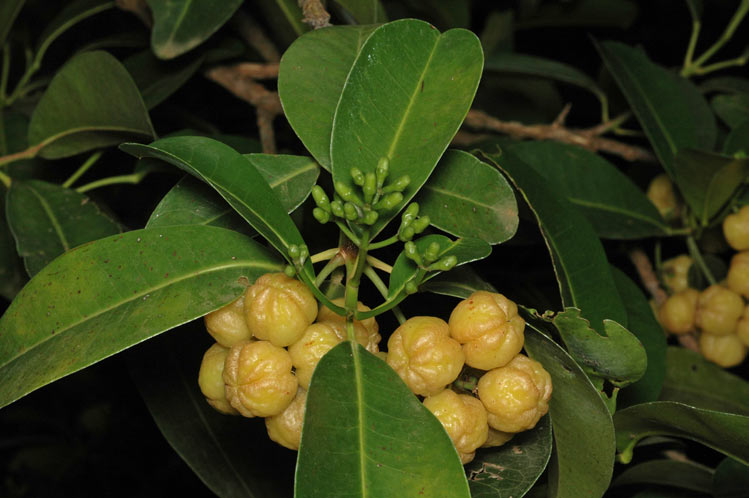 Acronychia imperforata (Beach Acronychia) (alternate view 7)