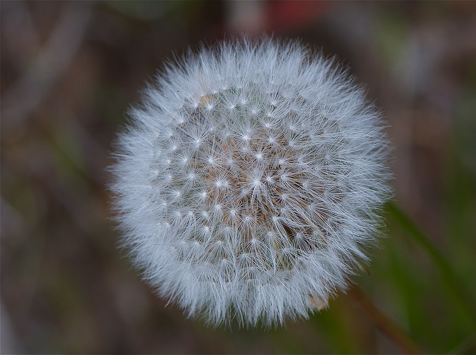 Taraxacum erythrospermum (red-seeded dandelion) (alternate view 7)