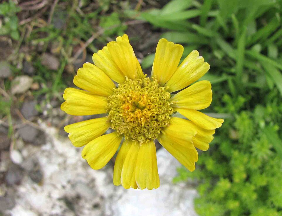 Tetraneuris scaposa (Stemmy Four-nerved Daisy) (alternate view 6)