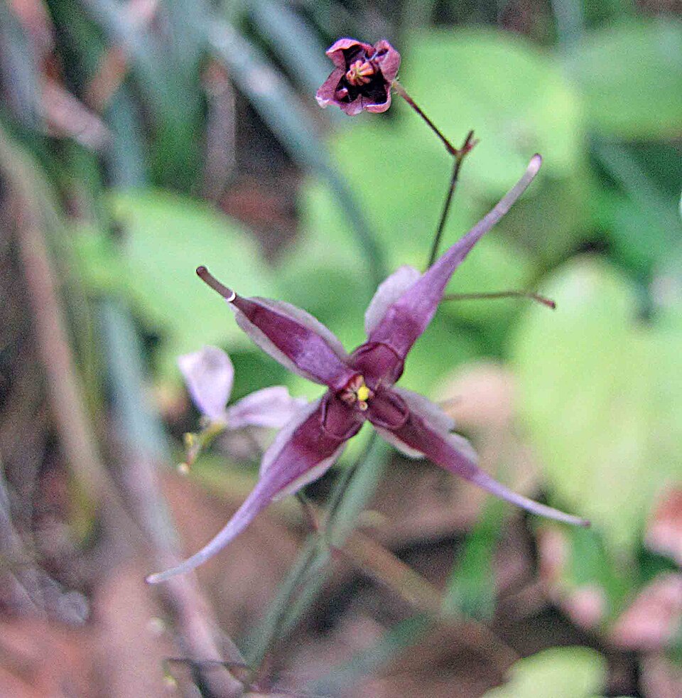 Epimedium (barrenworts) (alternate view 4)