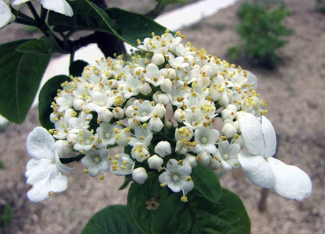 Viburnum macrocephalum, Chinese snowball viburnum — mounding semi-evergreen (Adoxaceae) (image 7 of 9)