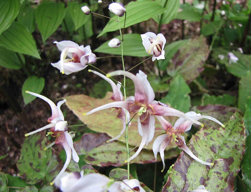 Epimedium acuminatum (Pointed-leaved Barrenwort) (alternate view 7)