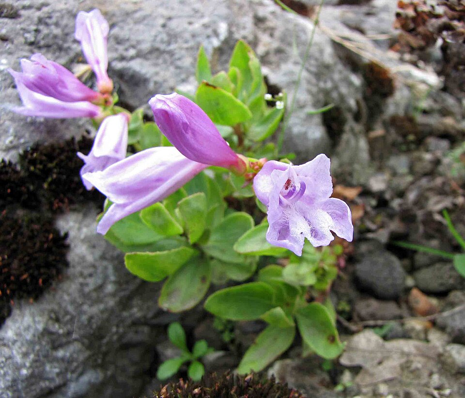 Penstemon barrettiae (Barrett's Penstemon) (alternate view 8)