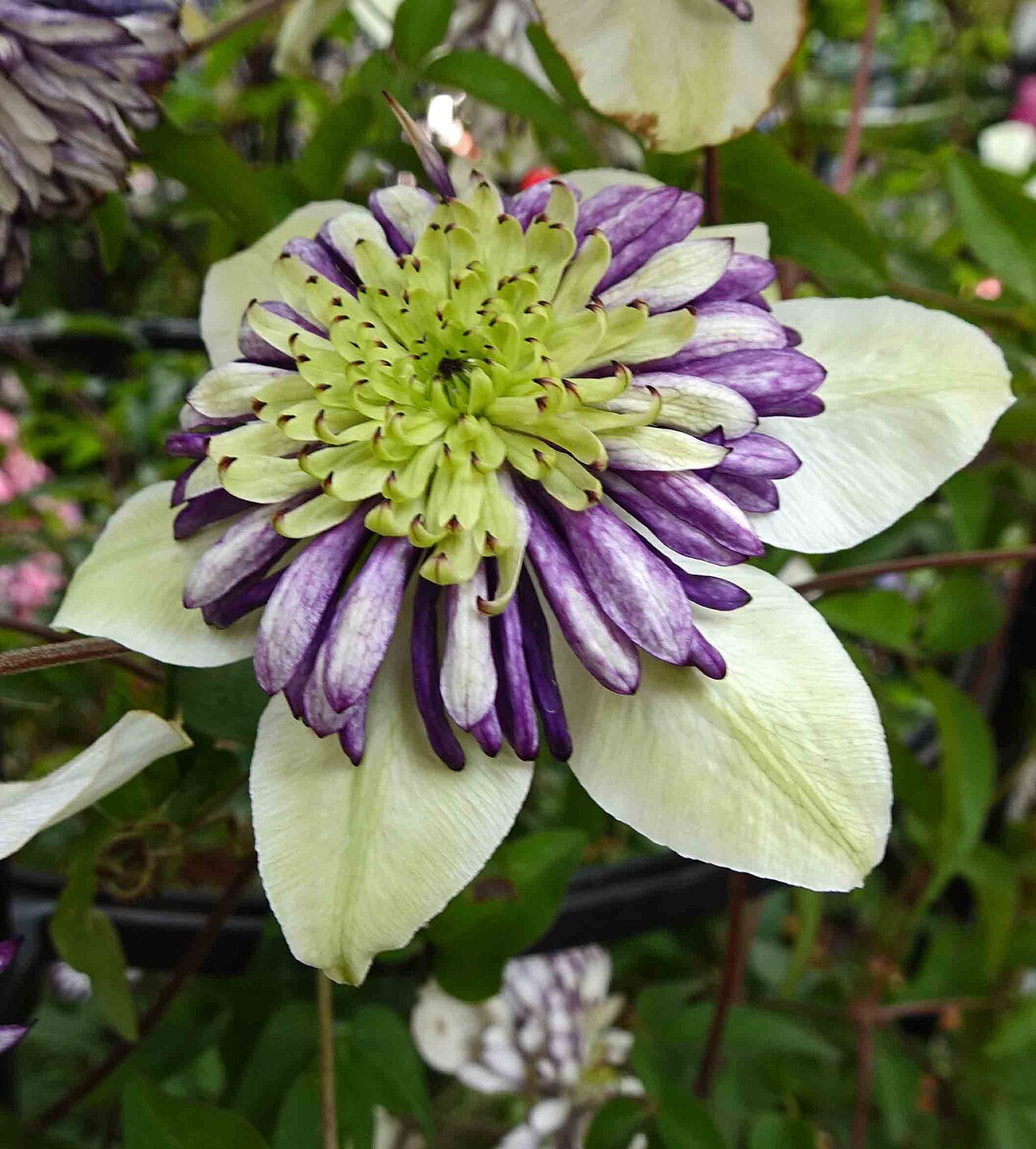Clematis florida, Passion flower clematis — climbing semi-evergreen (Ranunculaceae) (image 3 of 6)