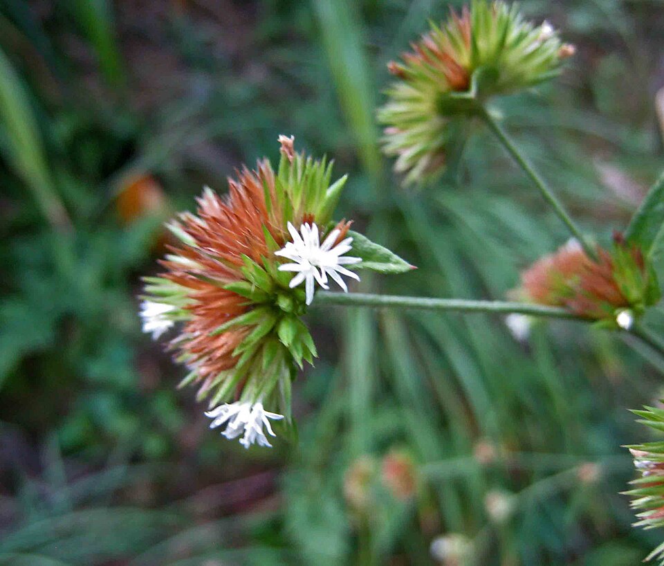Elephantopus tomentosus (common elephant's-foot) (alternate view 7)