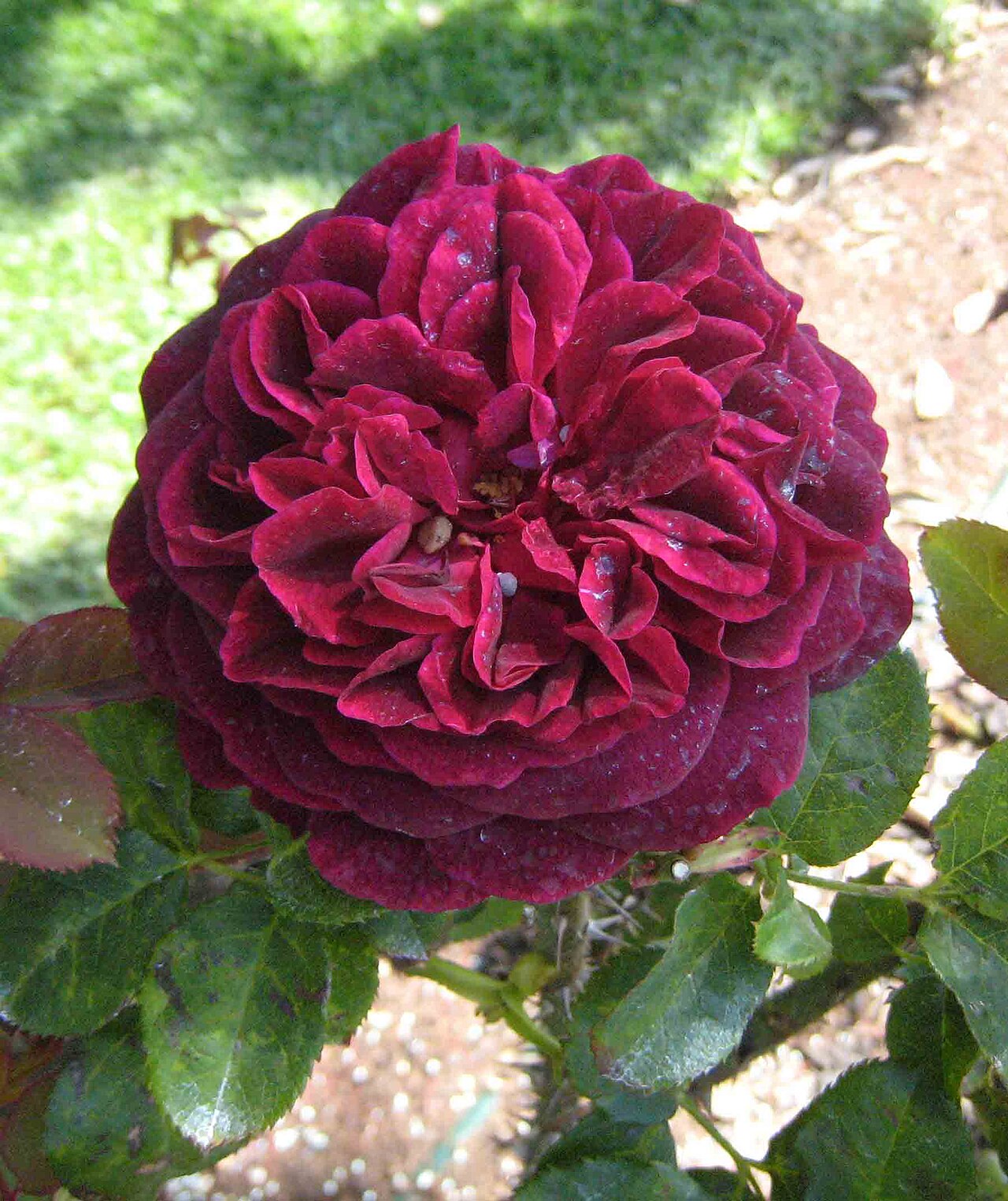Rosa 'Munstead Wood', Rose 'Munstead Wood' — upright deciduous (Rosaceae) (image 7 of 10)