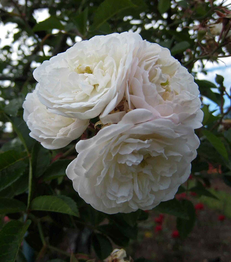 Rosa 'Sander''s White Rambler' (Sanders' White Rambler) (alternate view 4)