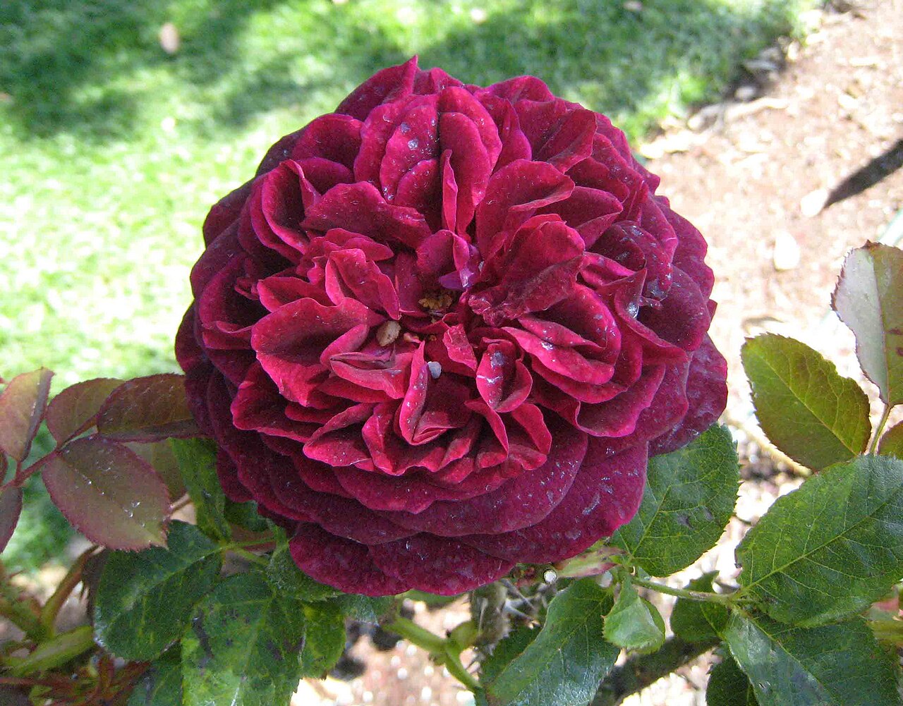 Rosa 'Munstead Wood', Rose 'Munstead Wood' — upright deciduous (Rosaceae) (image 8 of 10)