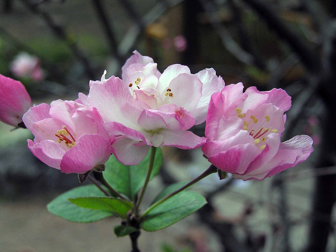 Malus halliana, Hall crabapple — spreading deciduous (Rosaceae) (image 9 of 10)
