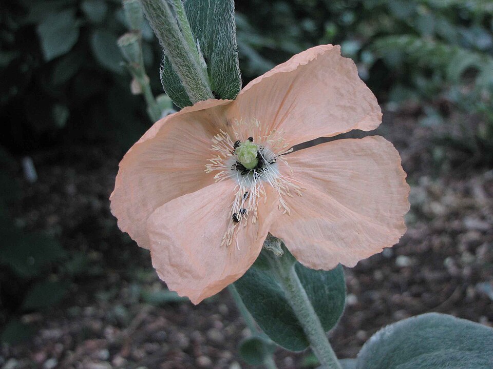 Papaver pilosum subsp. spicatum (alternate view 2)