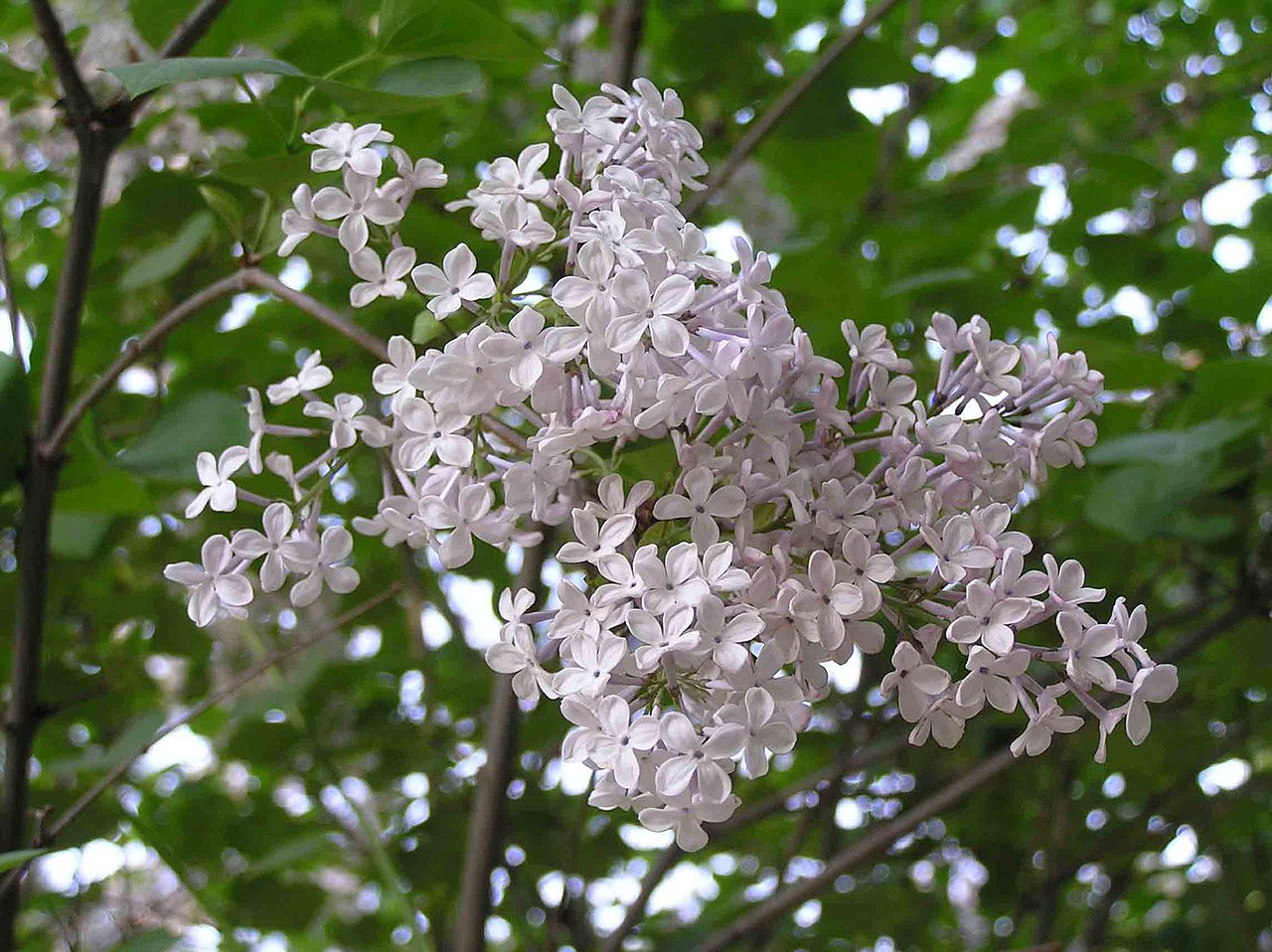Syringa oblata, Early lilac — upright deciduous (Oleaceae) (image 9 of 9)