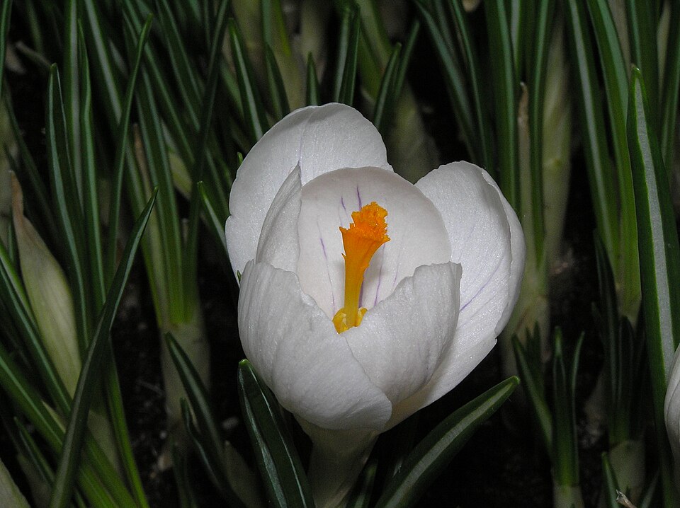 Crocus neapolitanus (spring crocus)