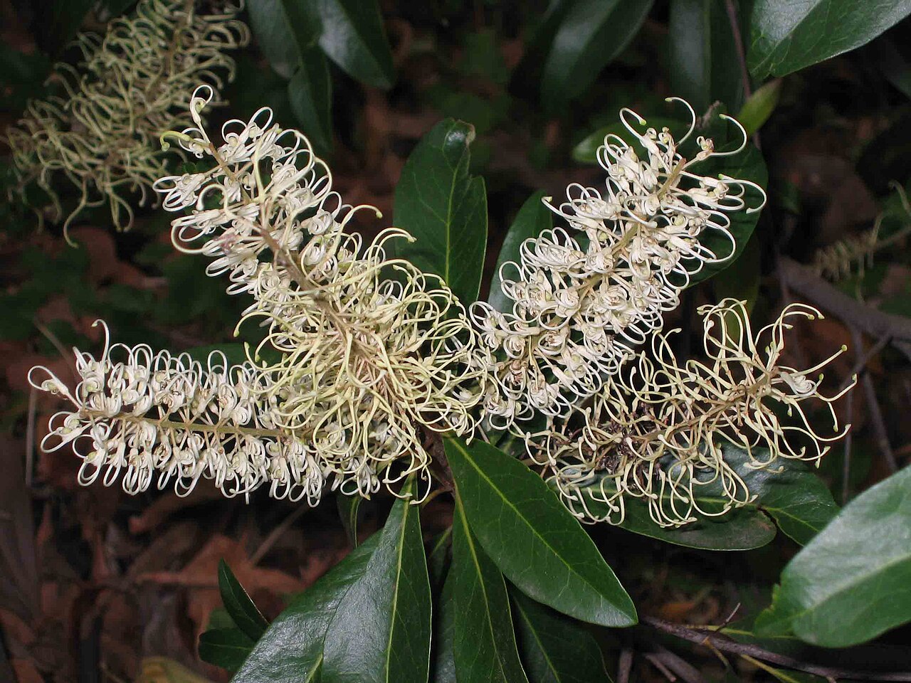 Buckinghamia celsissima, Ivory curl tree — upright evergreen (Proteaceae) (image 7 of 10)