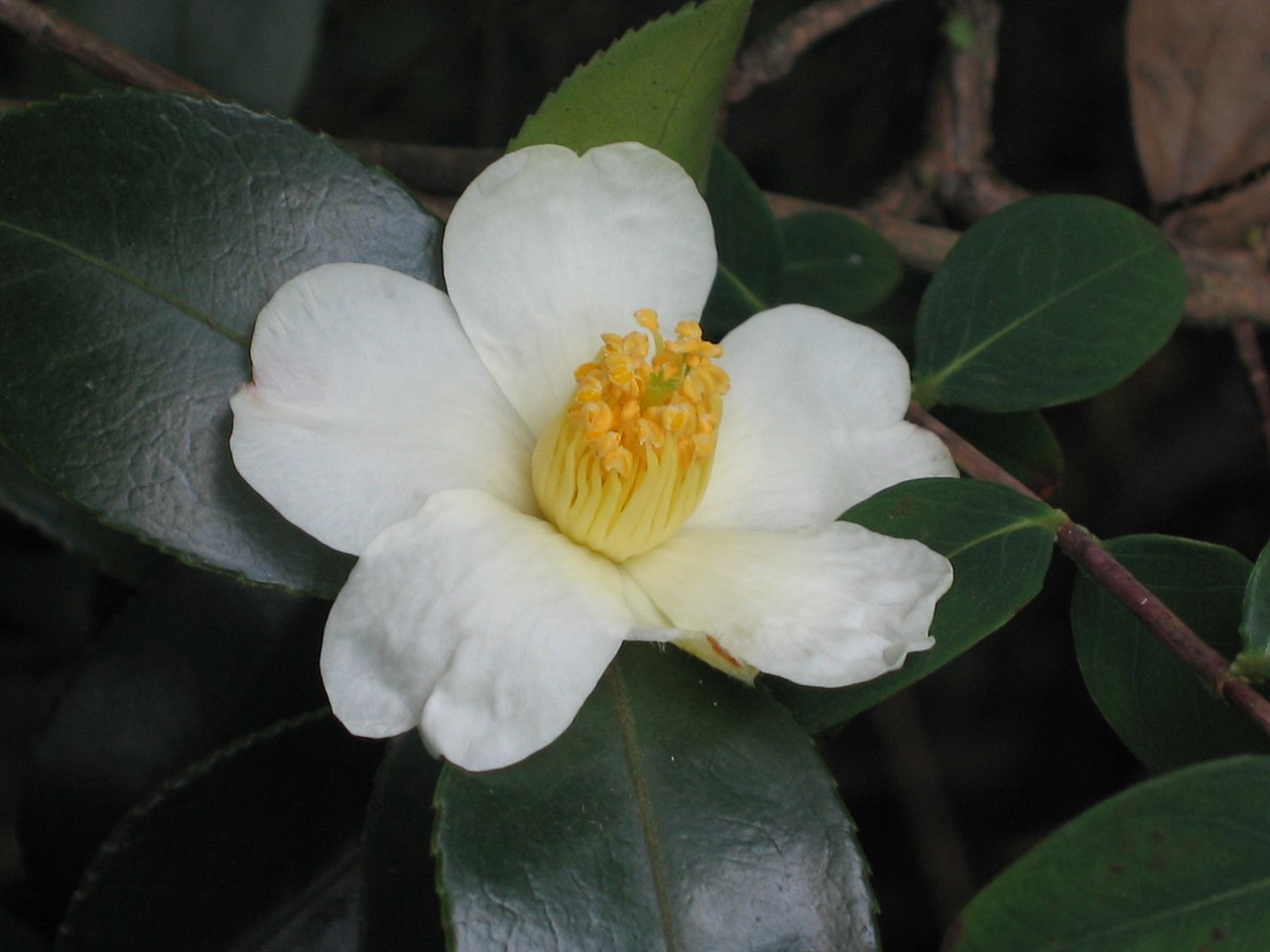 Camellia oleifera, Tea oil camellia — upright evergreen (Theaceae) (image 10 of 10)