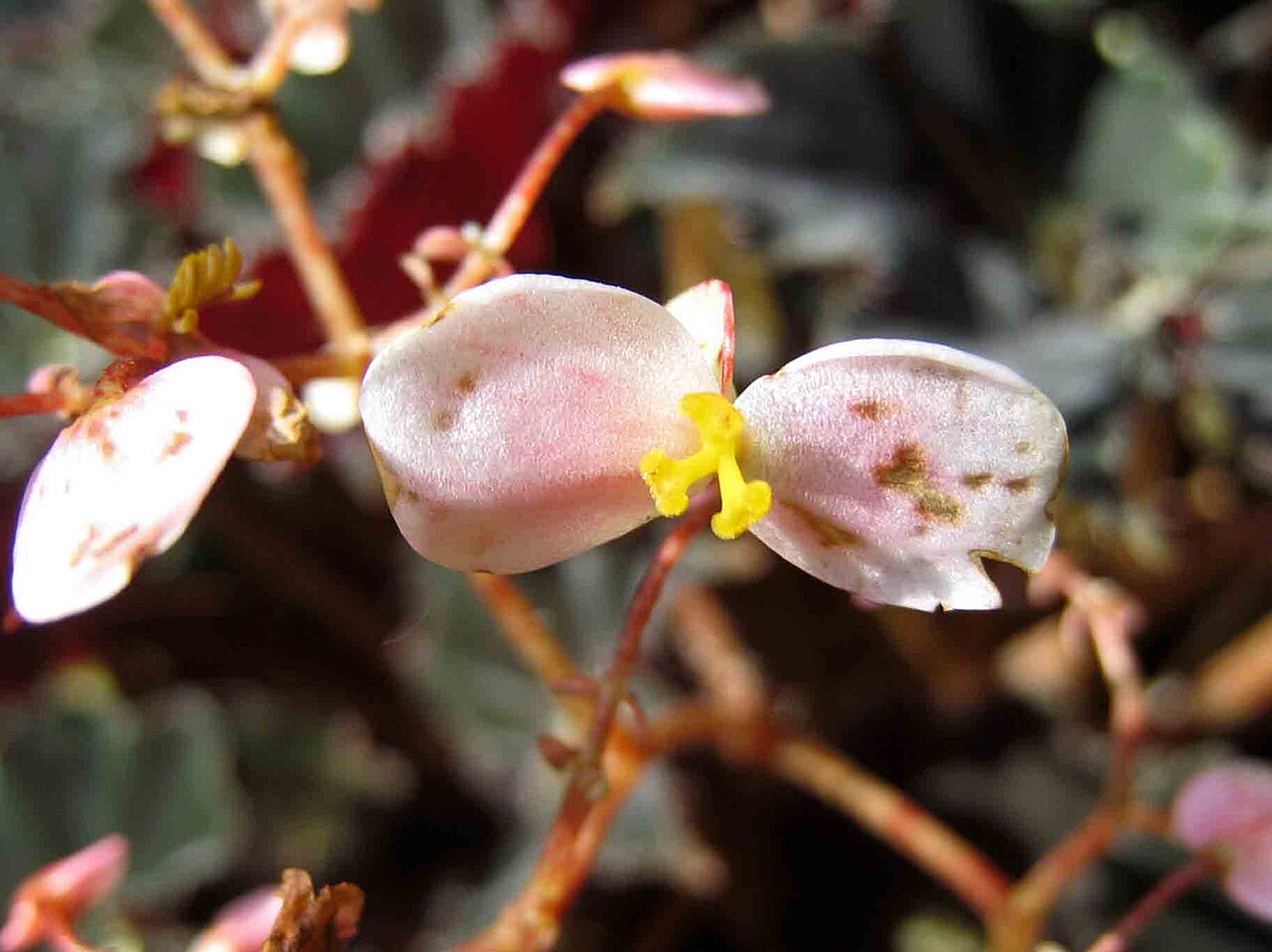 Begonia rex, Rex begonia — mounding evergreen (Begoniaceae) (image 8 of 9)