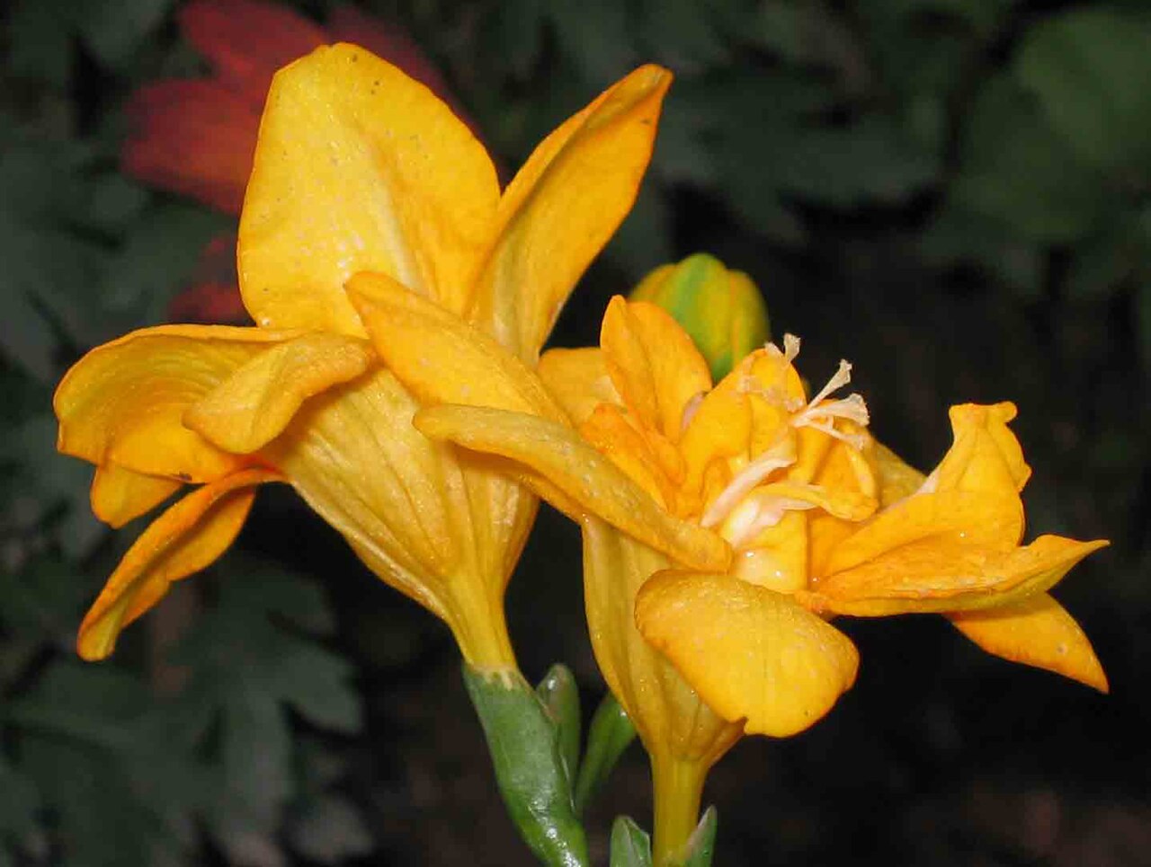 Freesia refracta, Freesia — clumping deciduous (Iridaceae) (image 6 of 9)