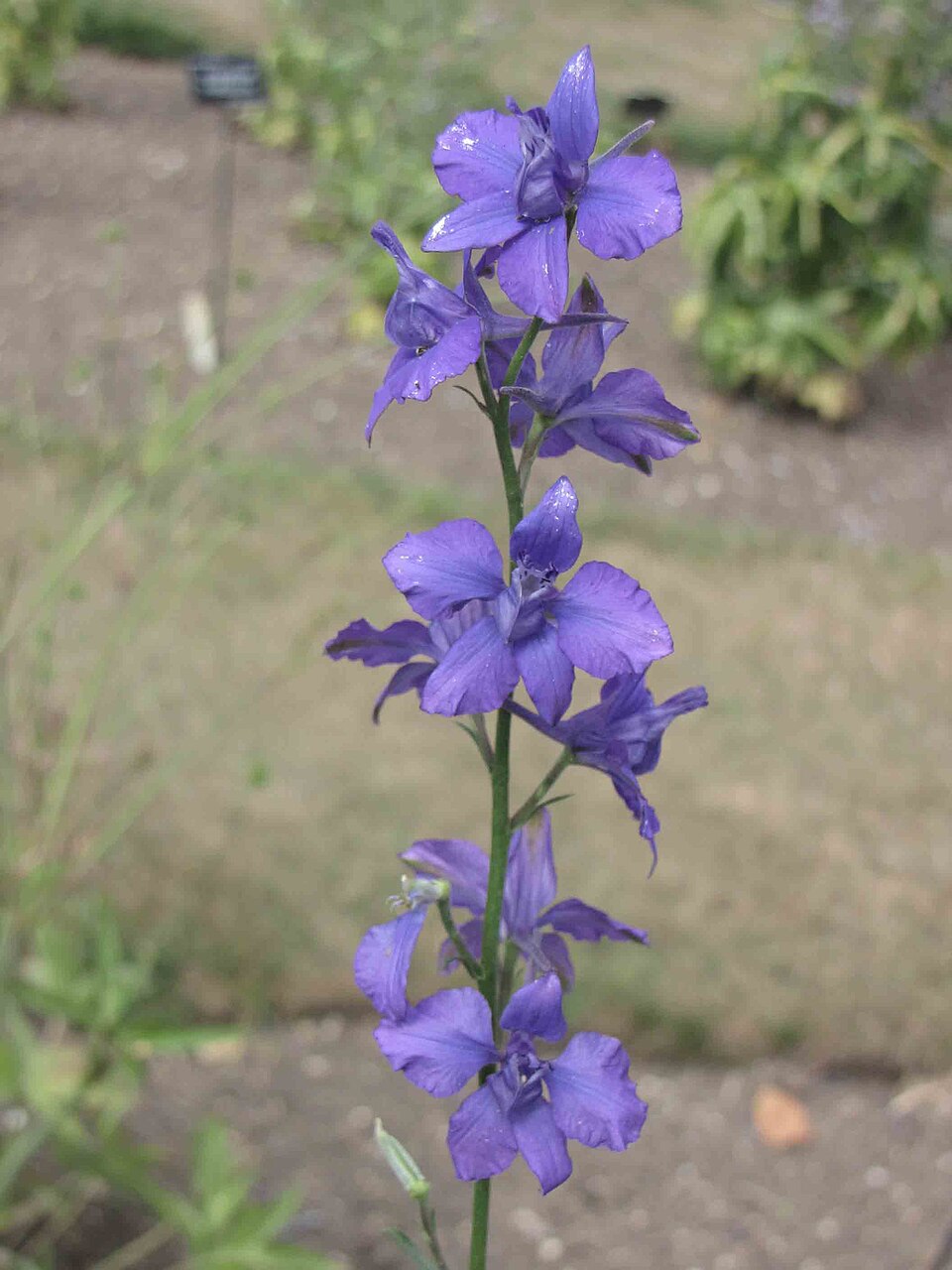 Delphinium ajacis (doubtful knight's-spur) (alternate view 6)