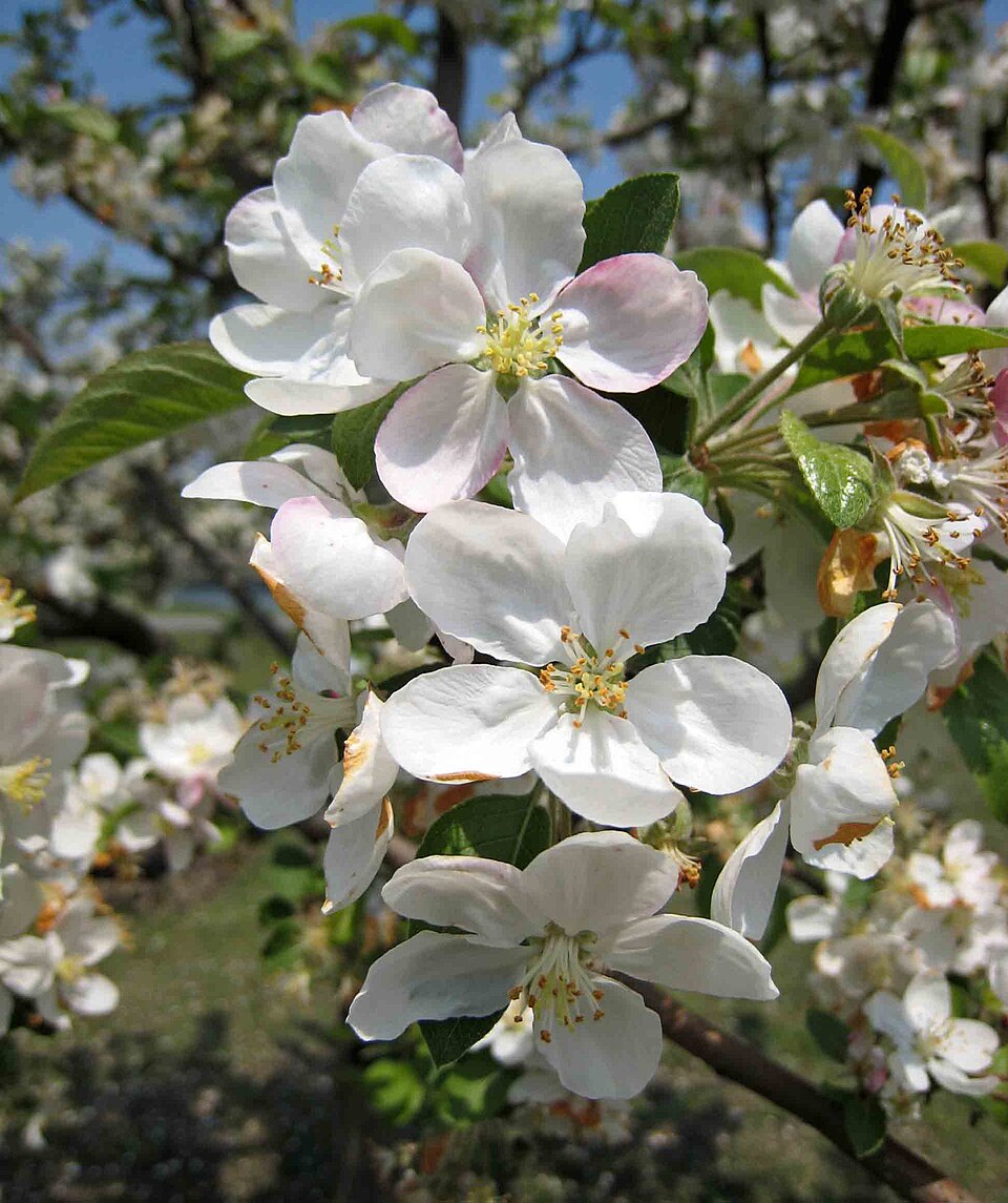 Malus 'Butterball'