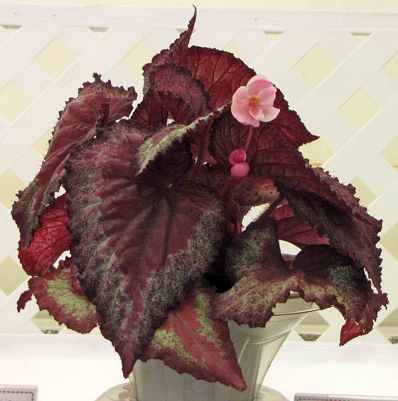 Begonia rex, Rex begonia — mounding evergreen (Begoniaceae) (image 9 of 9)
