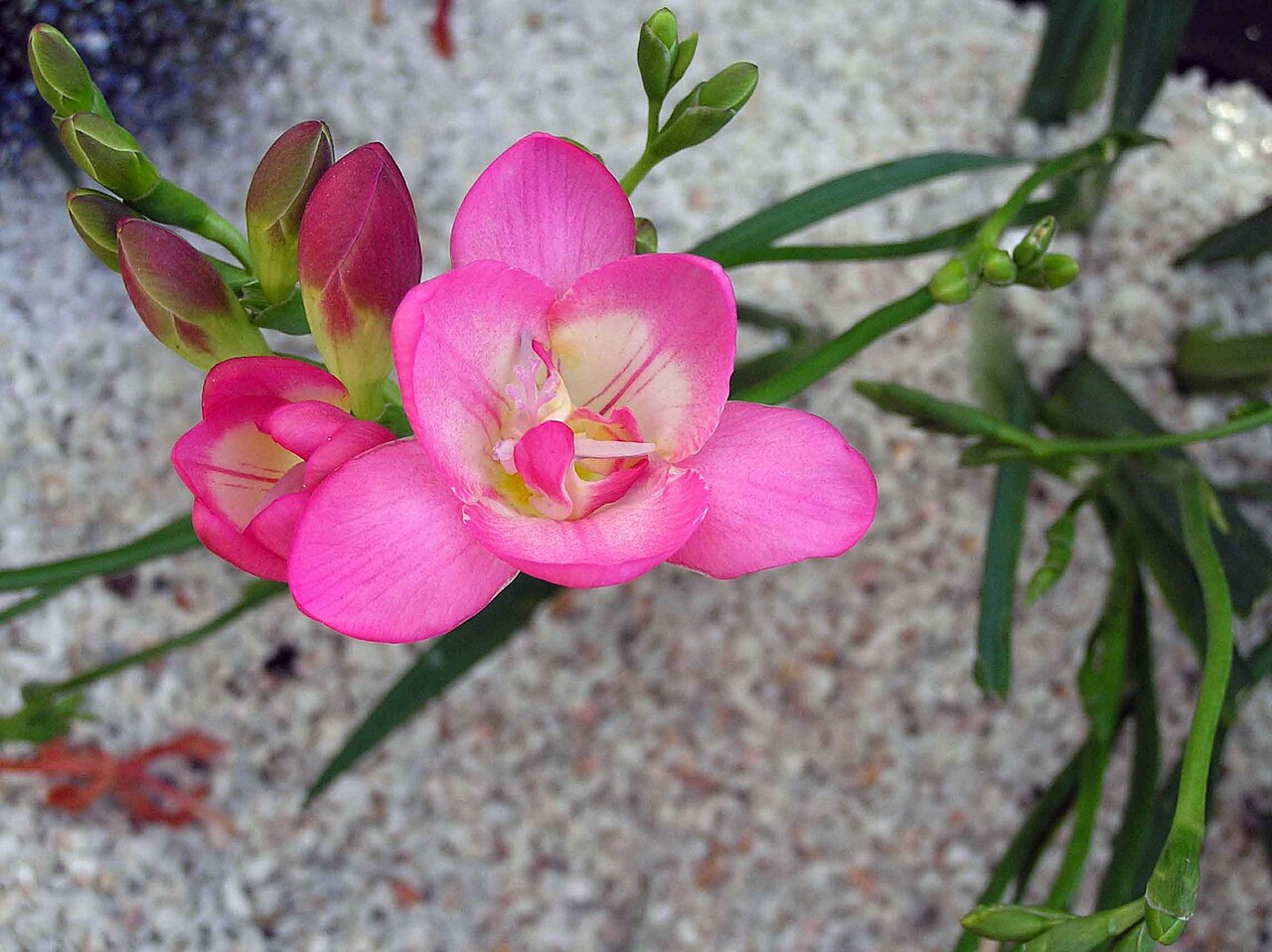 Freesia refracta, Freesia — clumping deciduous (Iridaceae) (image 7 of 9)