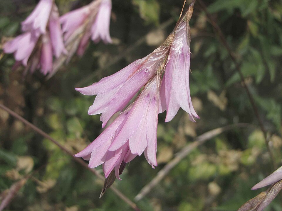 Dierama pulcherrimum (Angel's Fishing Rod) (alternate view 10)