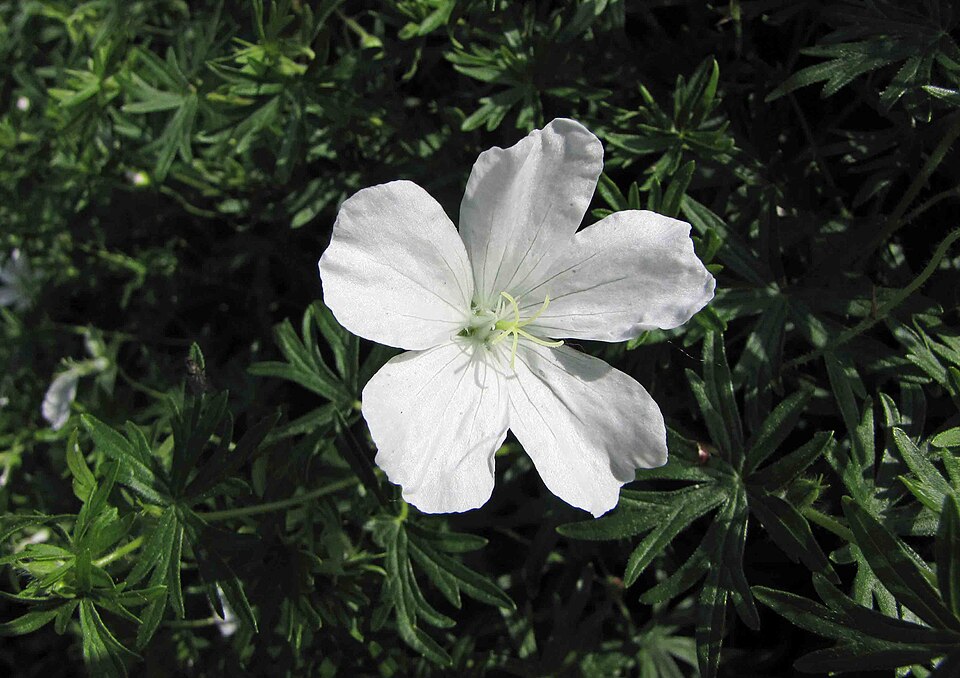 Geranium sanguineum 'Album' (alternate view 4)