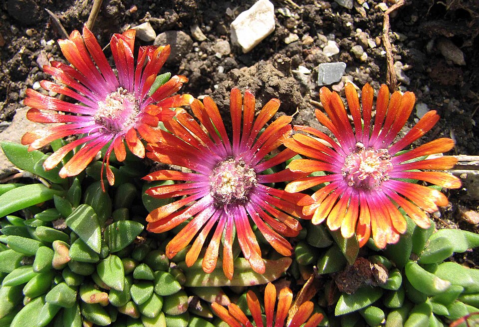 Delosperma × 'Fire Spinner' (Fire Spinner Ice Plant)