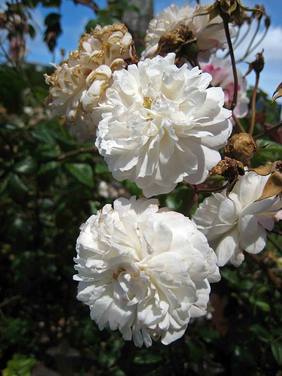 Rosa 'Félicité et Perpétue' (Felicite et Perpetue) (alternate view 3)