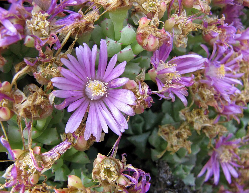 Disphyma crassifolium (Purple Dewplant) (alternate view 9)