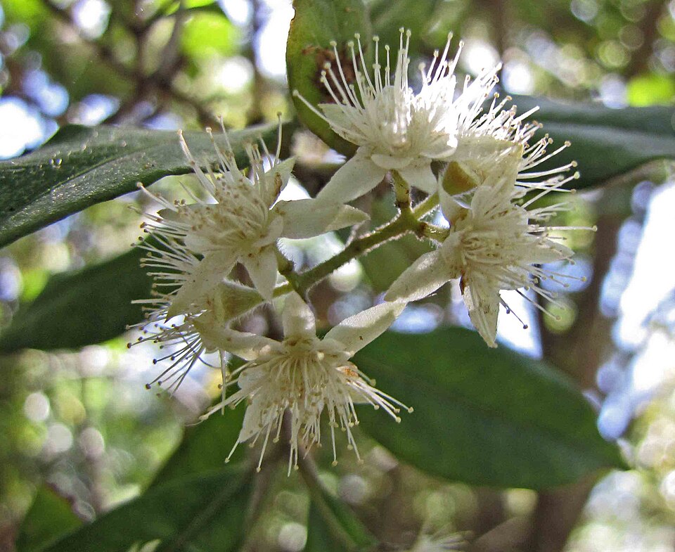 Backhousia myrtifolia (Grey Myrtle) (alternate view 2)