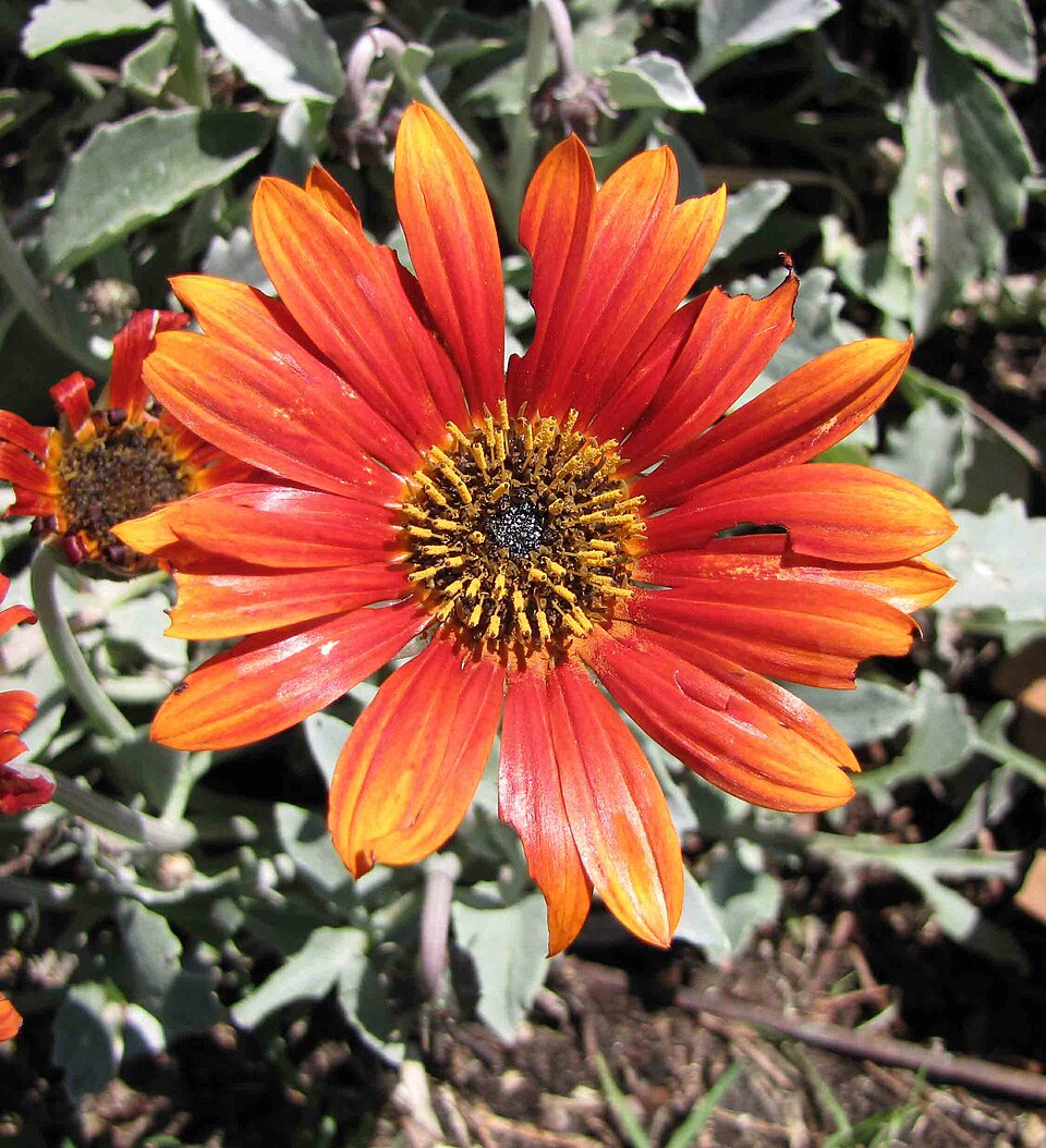 Arctotis (African Daisies) (alternate view 4)