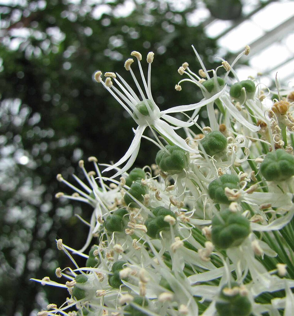 Allium 'Mount Everest' (Mount Everest Allium) (alternate view 4)