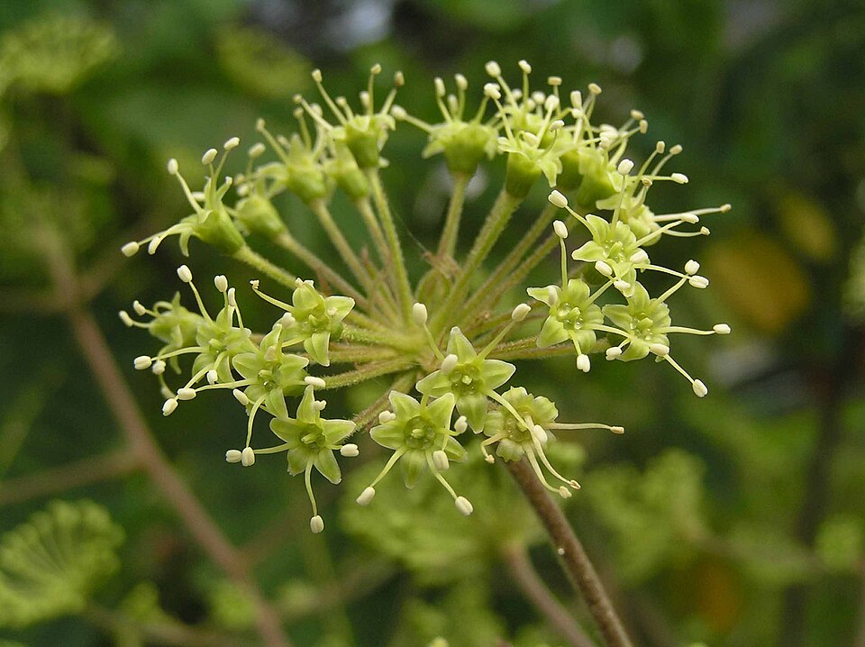Aralia (spikenards)