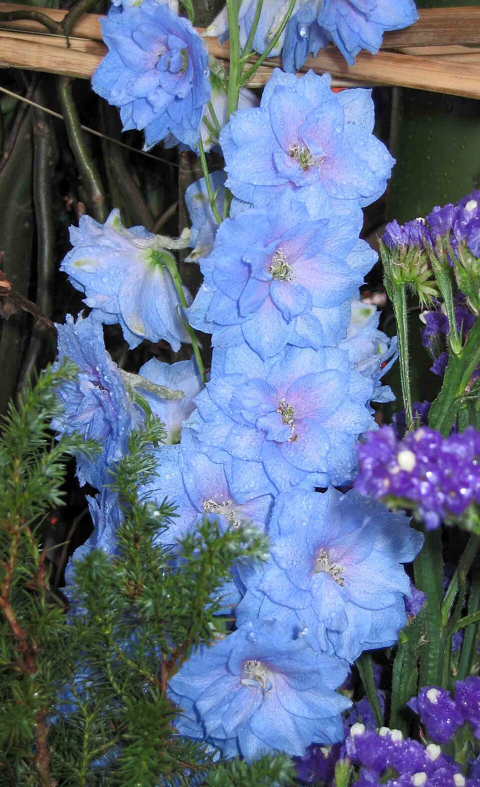 Delphinium ajacis (doubtful knight's-spur) (alternate view 7)
