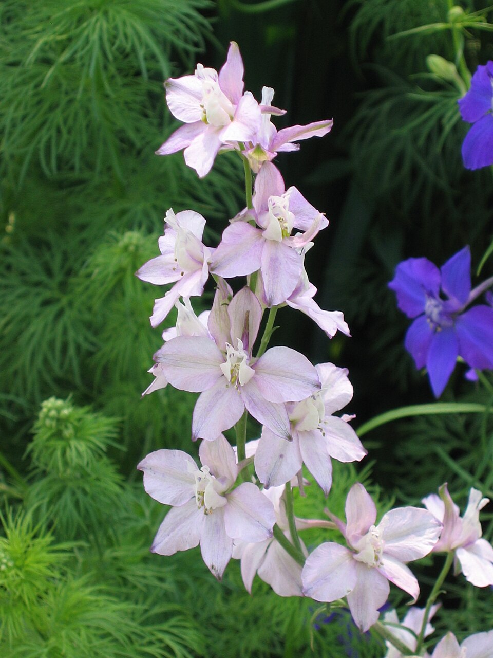 Delphinium ajacis (doubtful knight's-spur) (alternate view 8)