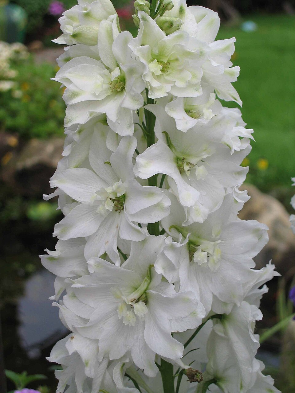 Delphinium ajacis (doubtful knight's-spur) (alternate view 9)