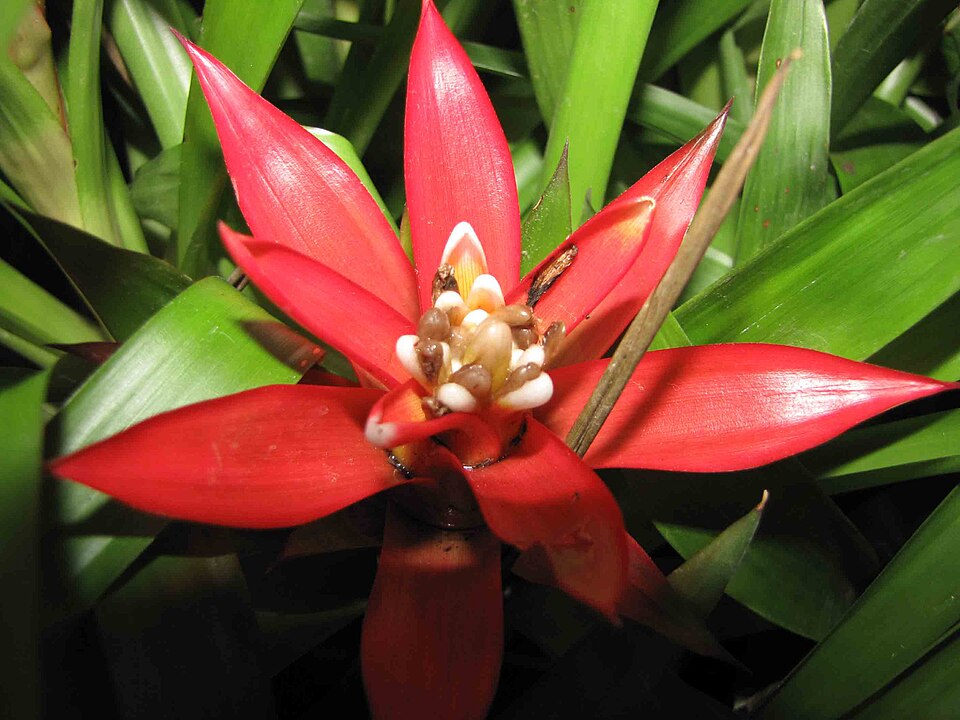 Guzmania (Guzmania) (alternate view 3)