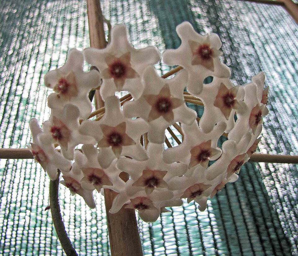 Hoya meredithii (Hoya Meredithii) (alternate view 2)