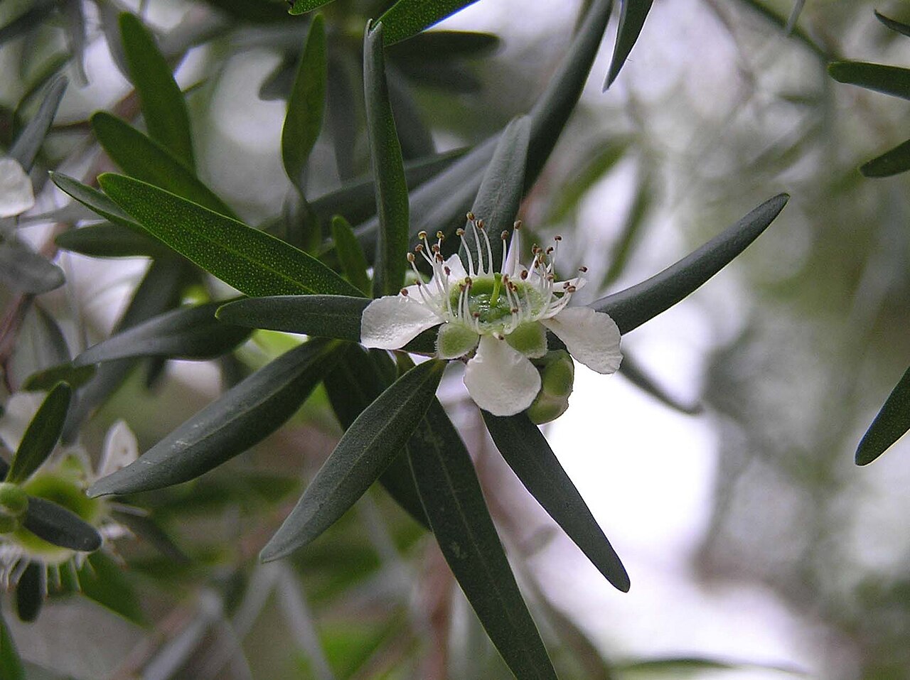 Leptospermum petersonii, Lemon-scented tea tree — upright evergreen (Myrtaceae) (image 6 of 9)