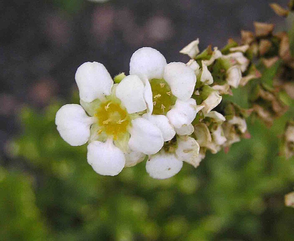 Boykinia major (Boykinia) (alternate view 7)