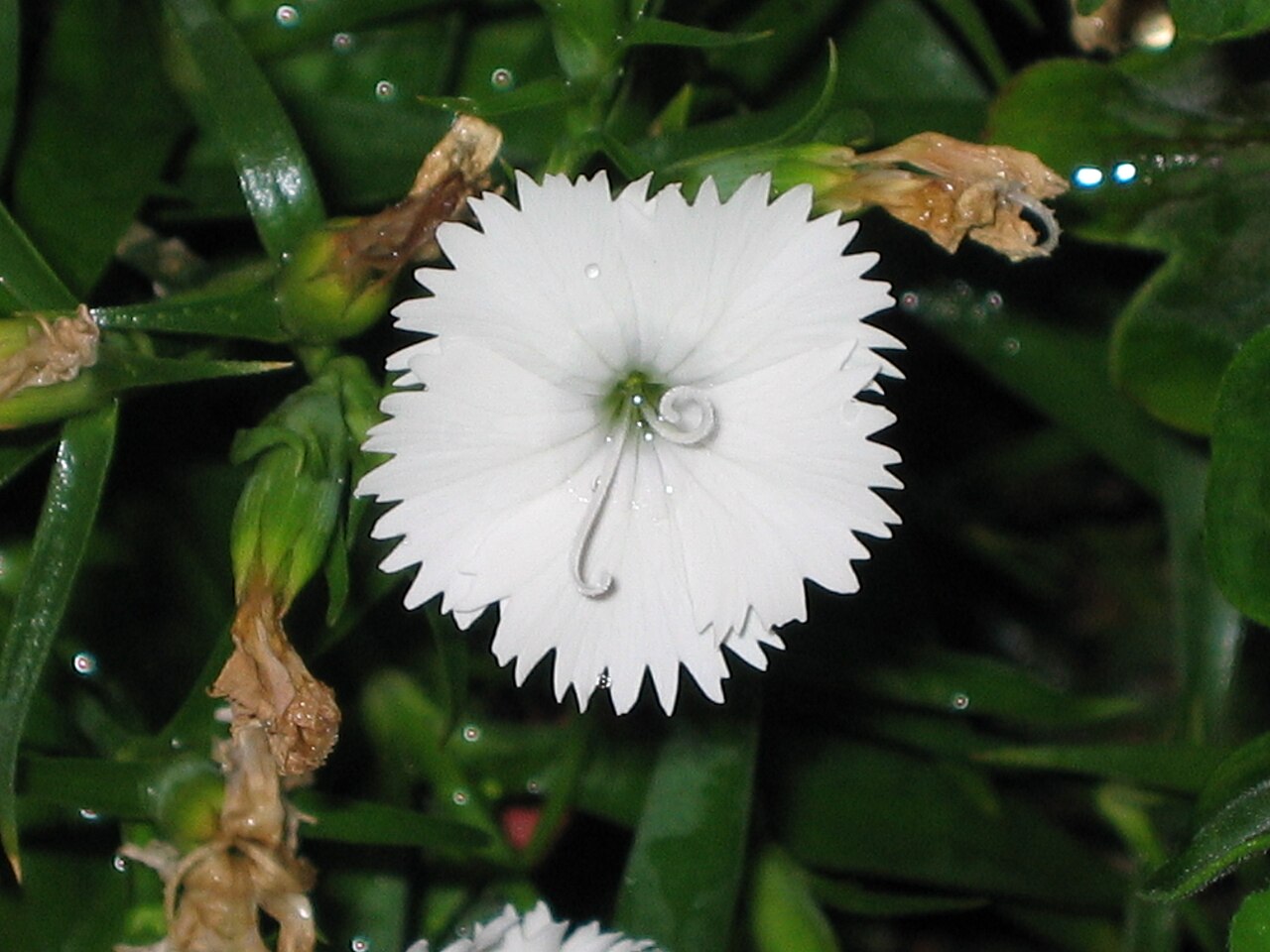 Dianthus chinensis, China pink — mounding semi-evergreen (Caryophyllaceae) (image 9 of 10)