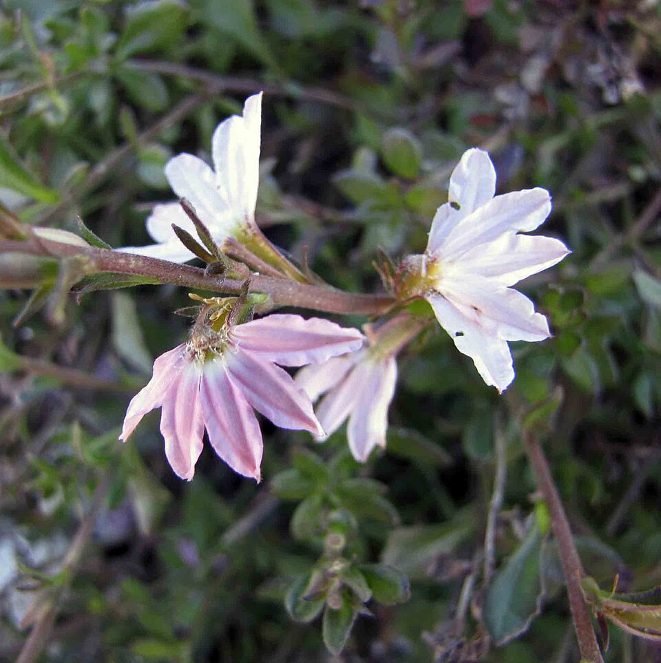 Scaevola albida (white fanflower) (alternate view 8)