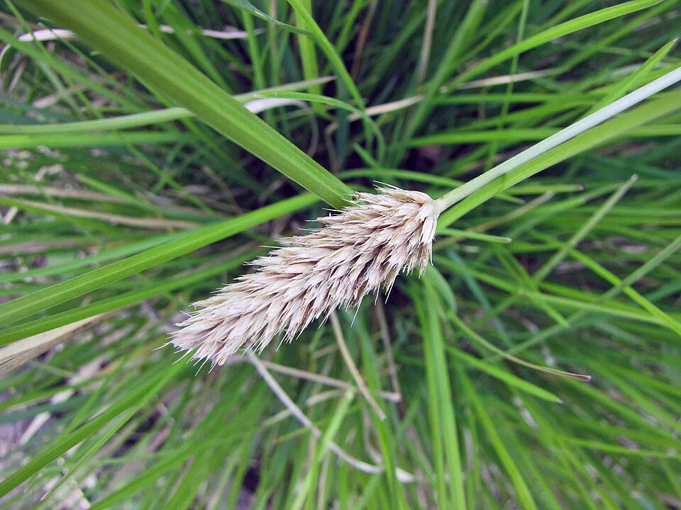Sesleria nitida (alternate view 9)
