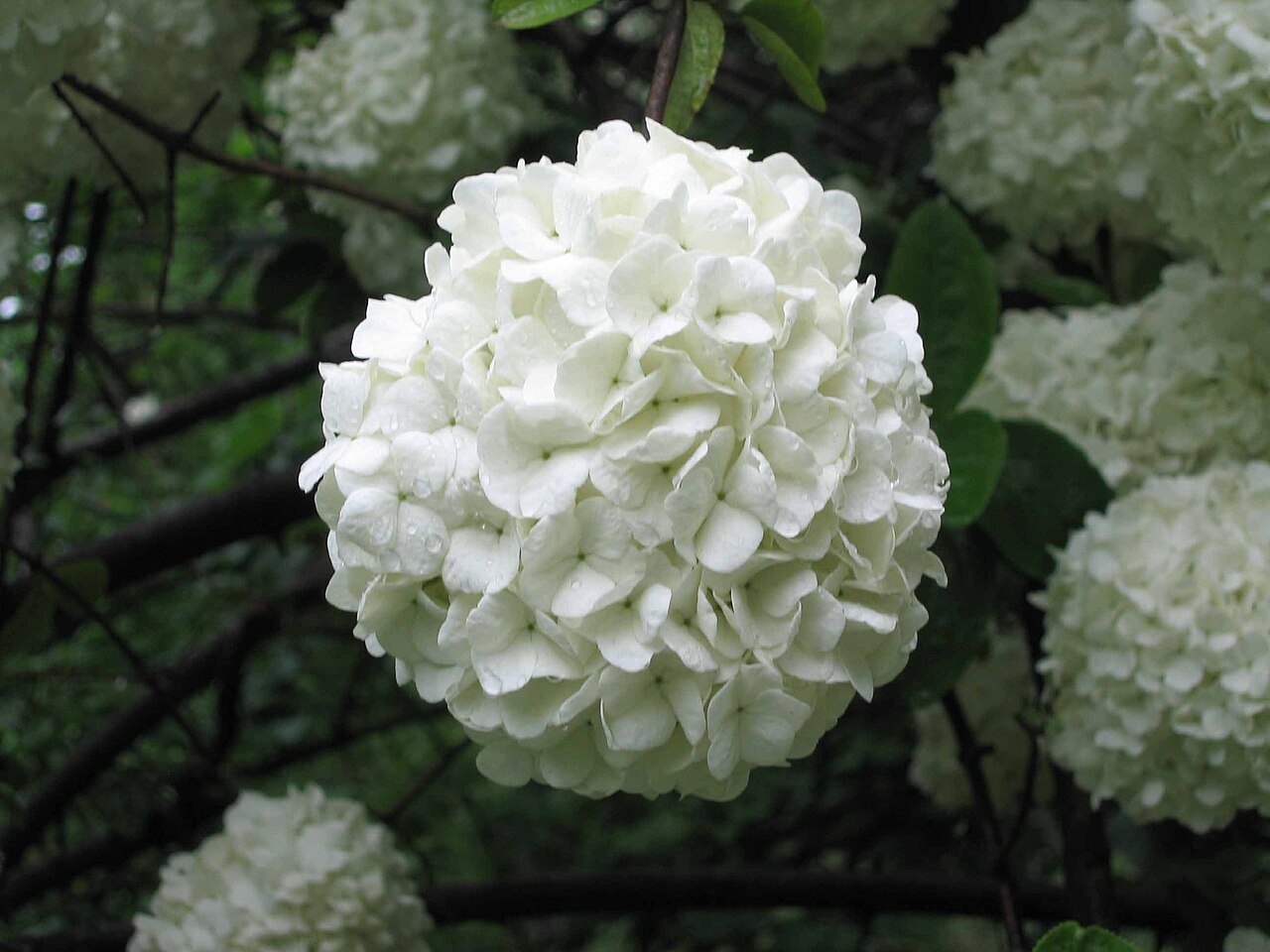 Viburnum macrocephalum, Chinese snowball viburnum — mounding semi-evergreen (Adoxaceae) (image 8 of 9)