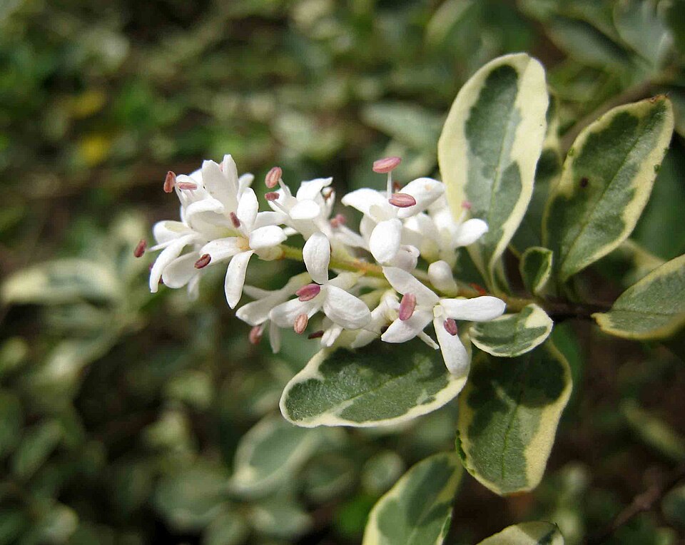 Ligustrum sinense 'Variegatum' (Variegated Privet) (alternate view 3)